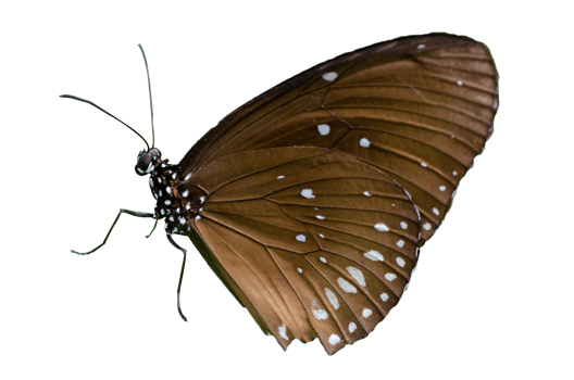 Collection Butterfly spots Isolate png