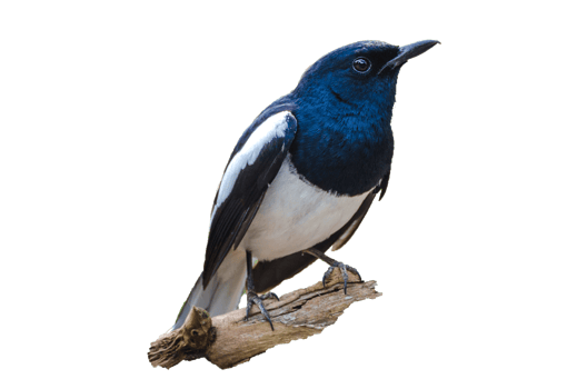 Bird Isolate Black and white Oriental magpie robin Birds fly Blurry png