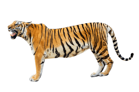 tiger  Isolate full body png
