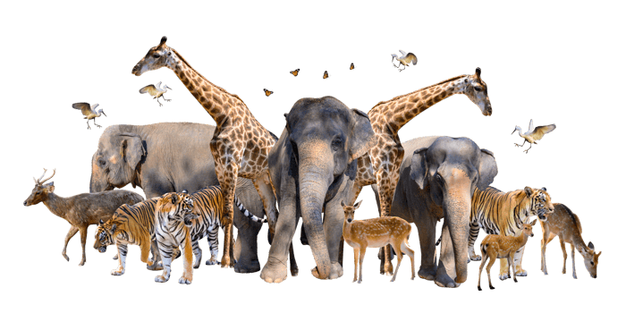 A group of wildlife such as deer, elephants, giraffes and other wild animals grouping together .Isolate png