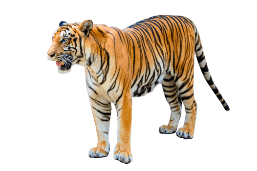 tiger  Isolate full body png