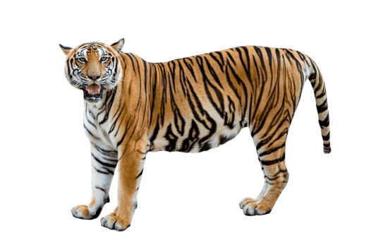 tiger  Isolate full body png