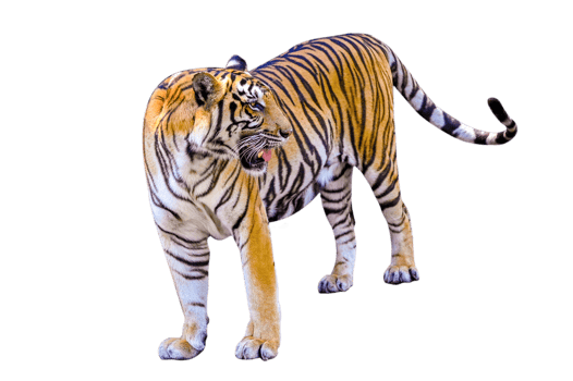 tiger  Isolate full body png