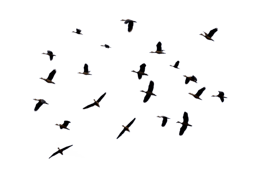 A group of birds flying  Isolate png