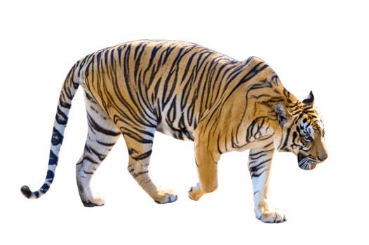 tiger  Isolate full body png