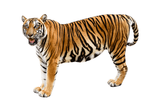 tiger  Isolate full body png