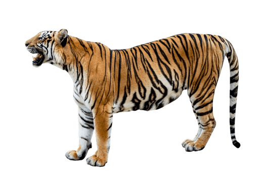 tiger  Isolate full body png