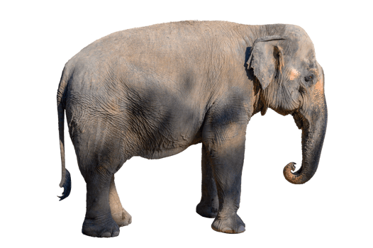Large brown elephant  Isolate png