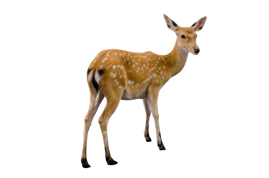 baby deer isolated png