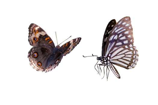 Butterfly spots  Isolate png