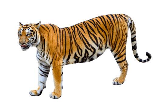 tiger Isolate full body png