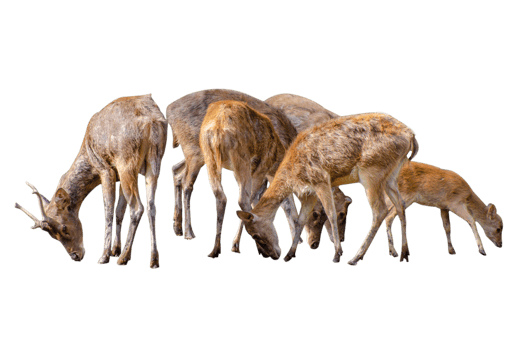 baby deer isolated png