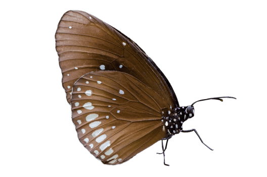 Collection Butterfly spots  Isolate png