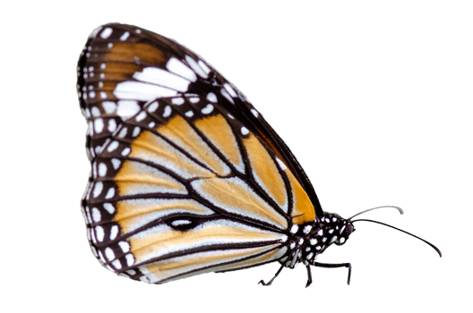 Collection Butterfly spots orange yellow  Isolate png