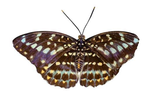 Collection Butterfly spots orange yellow white background Isolate png