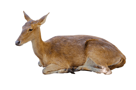 baby deer isolated png