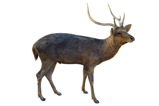 baby deer isolated png