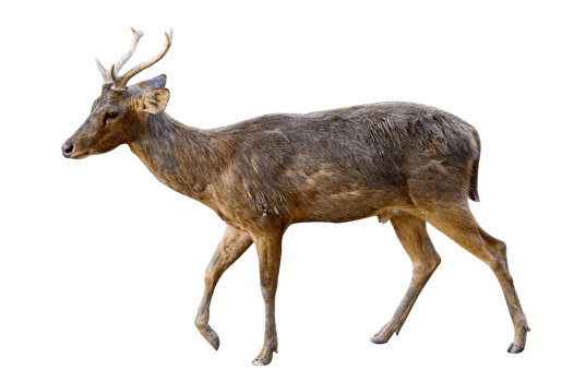 baby deer isolated png