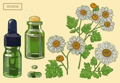 Feverfewplant and two green glass vials vector