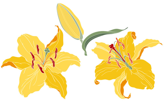 Oriental Lily flowers vector