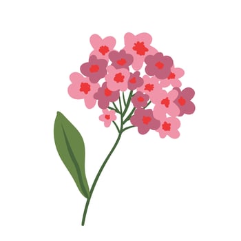 Hydrangea with lush blooming flower clusters. Blossomed floral garden plant. Gorgeous Hortensia flowers isolated on white. Flat vector illustration.