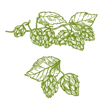 Hops plant sketch for food and drinks design vector