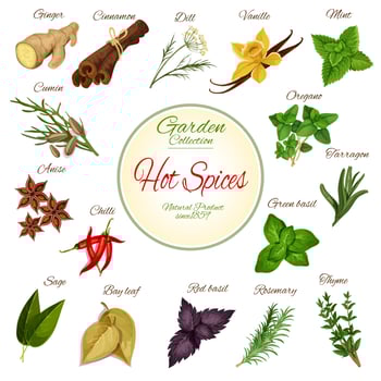 Hot spice, herb and condiment poster design vector