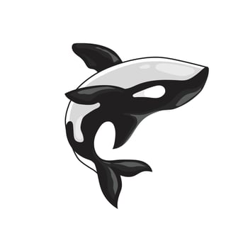 orca killer whale vector