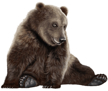 Bear transparent background png