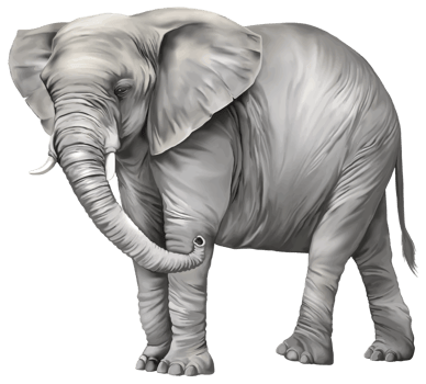 Elephant transparent background png