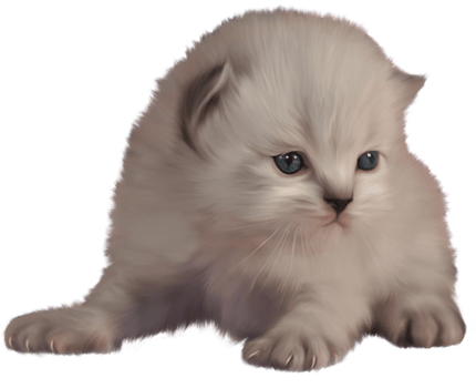 Kitten transparent background png