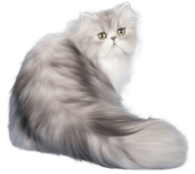 Cat transparent background png