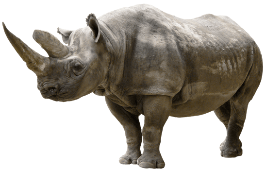 Rhinoceros transparent background png