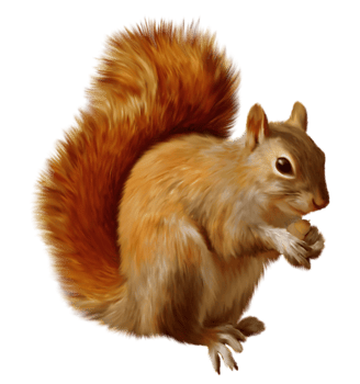 Squirrel transparent background png