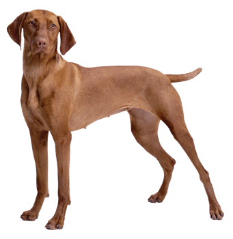 Brown Dog transparent background png