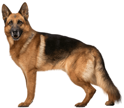 German Shepherd Dog transparent background png