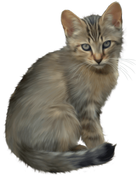Cute Kitten transparent background png