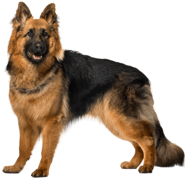 Dog German Shepherd transparent background png