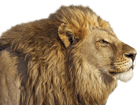 Lion transparent background png
