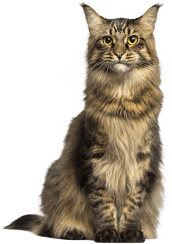 Cat transparent background png