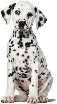 Dalmatian Dog transparent background png