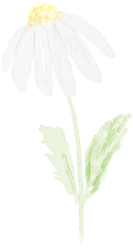 watercolor white daisy png