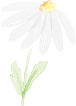 watercolor white daisy png