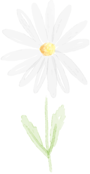 watercolor white daisy png