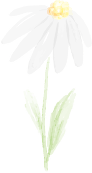 watercolor white daisy png