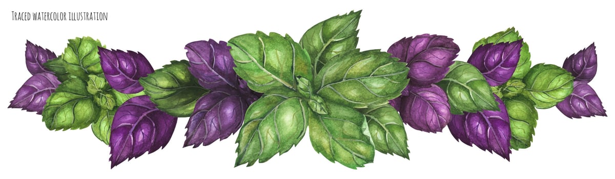 Green and Purple Basil garland vector