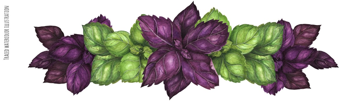 Purple and Green Basil garland vector