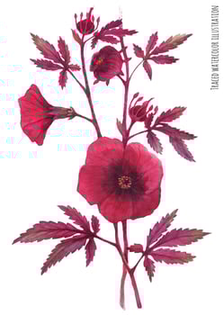 Bordo hibiscus acetosella branch vector