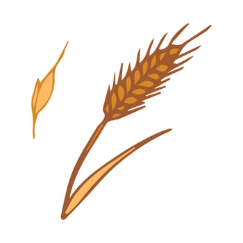 Ears of wheat, barley or real vector visual graphic icons, ideal for bread packaging, beer labels,food crisis