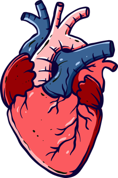 detailed and colored illustrations of the human heart for medicine and biology learning png